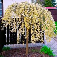 Саджанець Верба козяча Кілмарнок (Kilmarnock) в контейнері